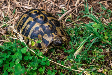 Hermann's tortoise sits among the grass in a meadow in Albania. Wild land Testudo hermanni turtle in natural habitat