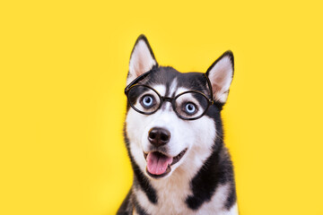 Cute smiling husky dog in glasses looking up.