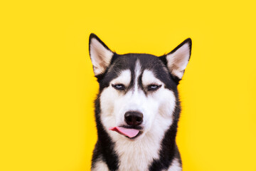 Portrait licking husky dog with a worried face on yellow background. Angry dog emotions concept