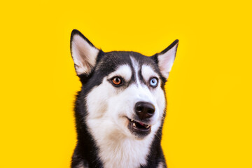 Funny studio portrait of the stupid smiling puppy husky dog on yellow background