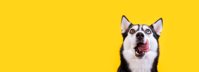 Hungry husky dog looking up waiting for delicious treat food. Licking cute husky dog on yellow background. Hungry face concept Banner