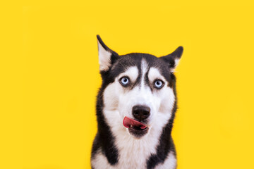 Licking cute husky dog on yellow background. Hungry face. Want delicious pet food. Tasty lanch time