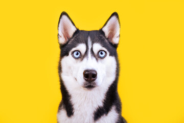 Fototapeta premium Portrait funny husky dog with big blue eyes on yellow background. Surprise concept