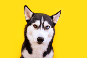 Portrait adorable husky dog with worried face on yellow background. Sad concept