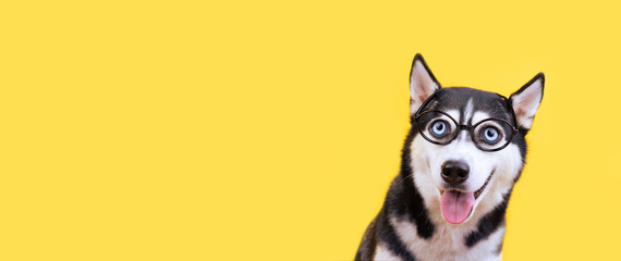 Smiling funny husky dog in glasses on yellow background. Back to school concept Banner
