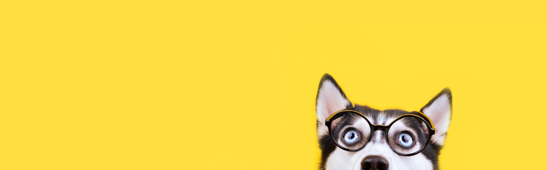Cute husky dog in glasses looking up. Waiting for delishes concept Banner yellow background