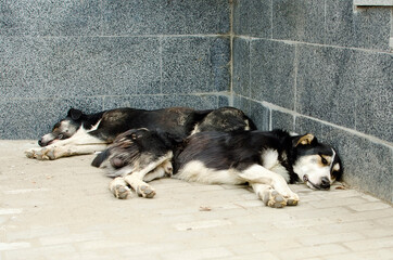 Two homeless mongrels sleep in the street. Animal care concept.