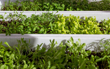 Young green plants in boxes. Home gardening. Care, picking, planting and watering seedlings 