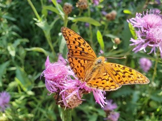 the beauties of nature, butterflies and bees on flowers, a beautiful sunny day