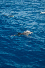 Pablo P&eacute;rez L&oacute;pez