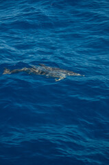 Pablo P&eacute;rez L&oacute;pez