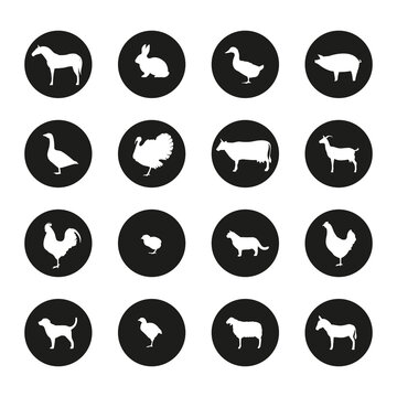 Farm Animal Icon Set. Horse, dog, goat, donkey, pig, cat, cow, sheep, hen, goose, rabbit, duck, turkey, chicken, broiler, rooster. Vector illustration.