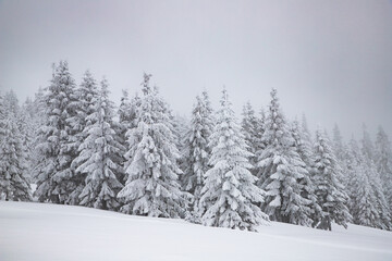 Fototapeta premium magic winter landscape with snowy fir trees