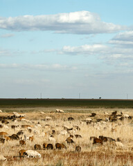 Fototapeta na wymiar Sheep graze in the field on a clear day. Vertical photo. Clear blue sky.