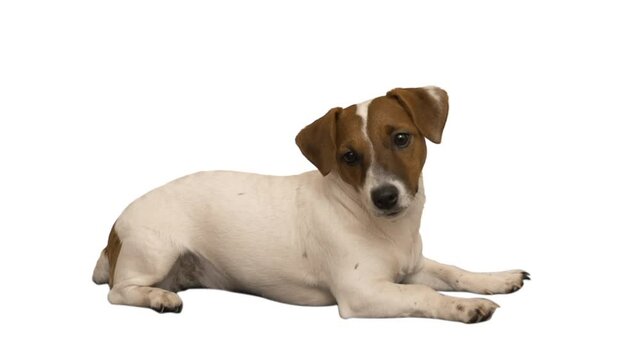jack russell terrier on white background