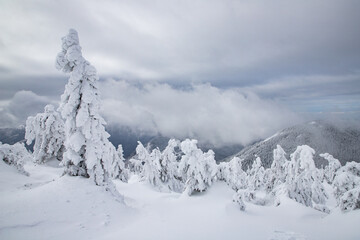 Fototapeta na wymiar magic winter landscape with snowy fir trees
