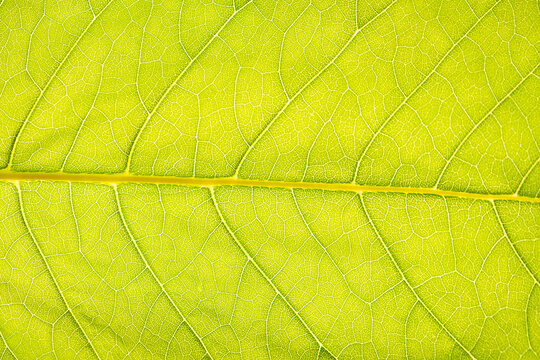 Background image of a large green tree leaf.
