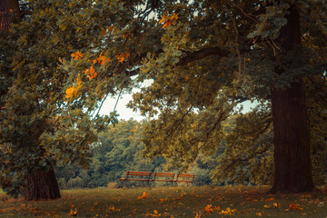 Trzy ławki w parku jesienią