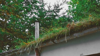 Neglected Clogged Metal Rain Gutter with Growing Plants Hanging on Edge of Roof