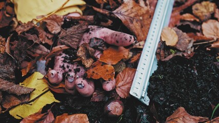 Forensics Ruler Placed next to Disturbing Hand of Murdered in Forest Caucasian Woman with Broken Finger Tails Found on Ground Among Mud and Withered Autumn Leaves