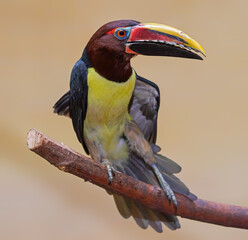 Close-up view of a Green aracari (Pteroglossus viridis)