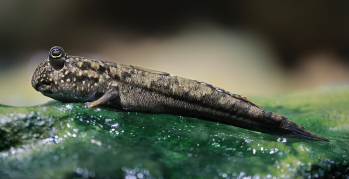 Close-up view of an Atlantic mudskipper (Periophthalmus barbarus)