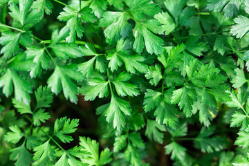 growing parsley, green parsley close-up