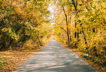 Obraz premium Alley road in the autumn forest.