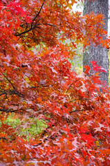 red oak leaves. natural background with nobody
