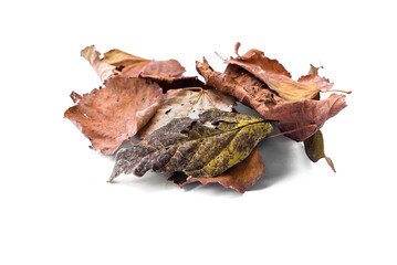 Fallen dried tree leaves isolated on the white background.