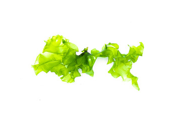 Green sea weed leaf isolated on the white background. - obrazy, fototapety, plakaty