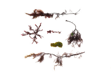 Dried sea weed isolated on the white background.