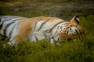Tygrys leżący na trawie - obrazy, fototapety, plakaty