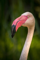 Portret flaminga