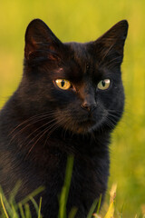 Czarny kot na tle trawy w promieniach zachodzącego słońca