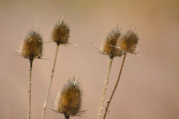 Wild teasel autumnal seeds closeup view with blurred background