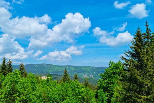 View from a height of a green forest in a mountainous area.