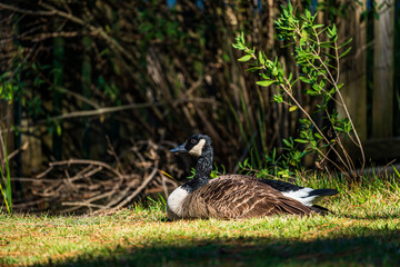 Goose In The Grass