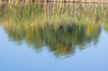 Green and yellow reed reflecting on lake with blue sky landscape view of