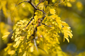 honey locust yellow autumn leaves closeup view with blurred background
