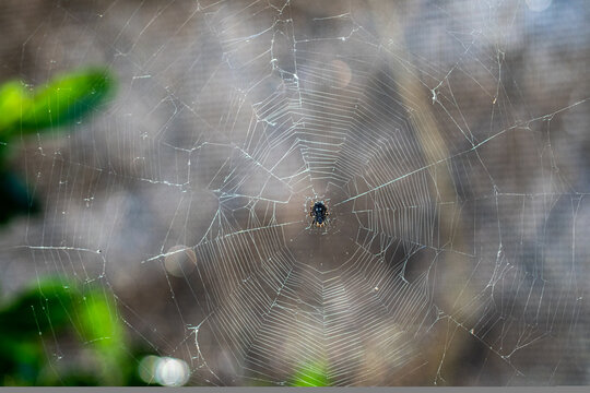 A close-up shot of a Parawixia spider in the center of the spiderweb.