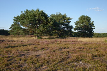 Blossoming heath and pine trees under a late summer blue sunny sky, Mehlinger Heide near...