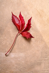 Autumn theme. Autumn leaves and branches of juniper on sandy background