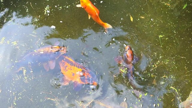 Giant Koi Karp swimming in a manmade pond within a Japanese Zen style garden.