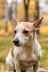 Jack Russell is a terrier, a small dog in the open air. Close-up