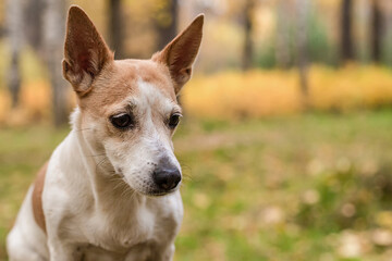 Jack Russell is a terrier, a small dog in the open air. Close-up