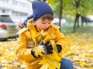 Boy pick up yellow maple fallen leaves. Outdoor leisure activity for children in fall season....