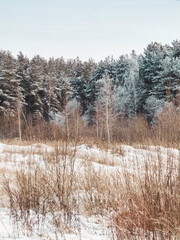 Winter natural background with trees under snow. Rural landscape. Snowy weather.