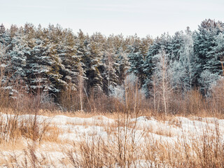 Winter natural background with trees under snow. Rural landscape. Snowy weather.