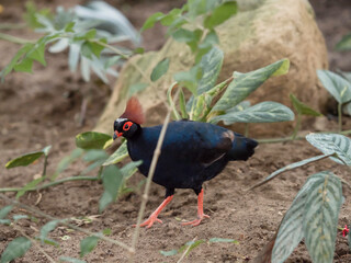 Full-length portrait of Crested partridge or Rollulus rouloul. Bird also known as roul-roul, red-crowned wood partridge, green wood quail.